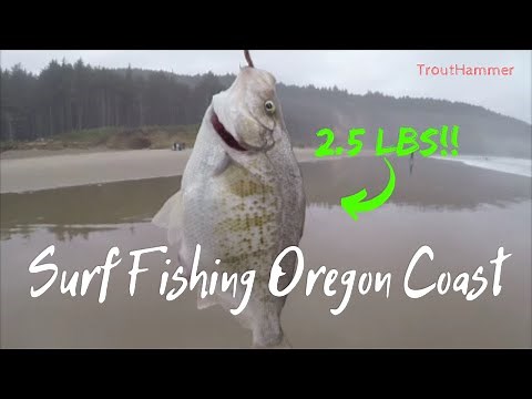 Surf Fishing the Oregon Coast - HUGE Surfperch at Cape Lookout
