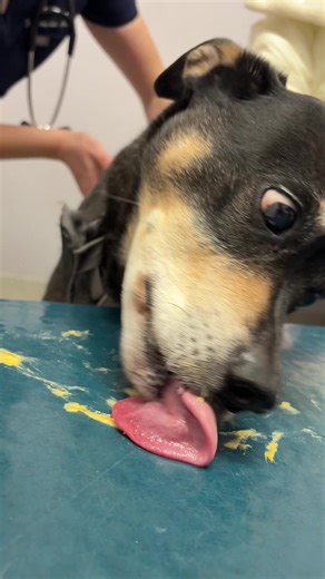 Making Vet Visits Comfortable for Dogs