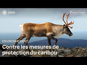 La MRC de La Haute-Gaspésie demande la fin des mesures de protection du caribou