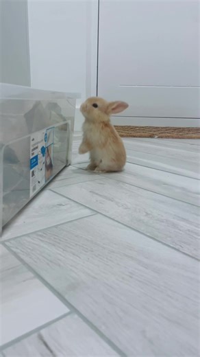 Meet the Smallest Baby Bunny from the Litter!