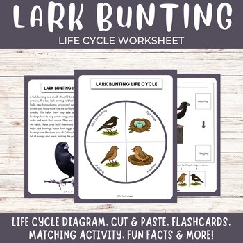Life Cycle of a Lark Bunting- North American Songbird unit study with fun facts!