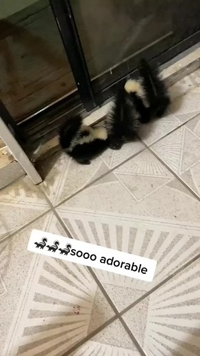 Adorable Baby Skunks: TikTok's Wild Animal Pets