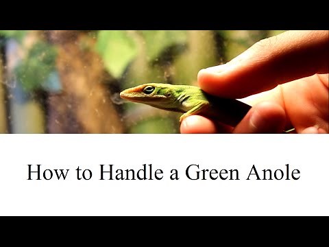 How to Handle a Green Anole