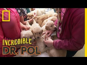 A Pack of 13 Puppies | The Incredible Dr. Pol