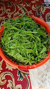 Benefits of Handh. (Dandelion) | Kashmir Diaries