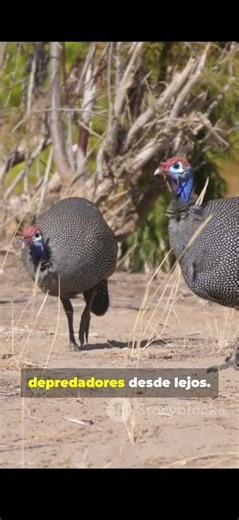 These chickens will surprise you 🐔🐓 guinea fowl