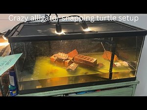 40 gallon alligator snapping turtle setup $1500 turtle inside the tank