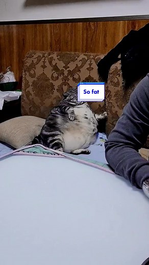Adorable Fat Kitty Compilation