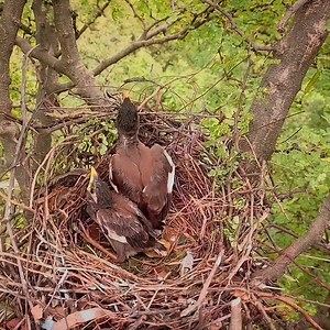 25K views · 1.2K reactions | Myna bird sound and babies sound | Review All Birds | Facebook