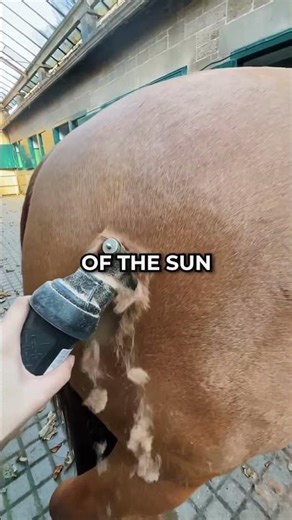 the taking tree #shorts #shortvideo #story