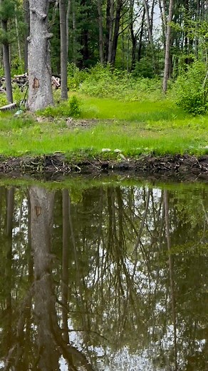 354K views · 719 reactions | Muskrat and a frog #nature #pond #swamplife #muskrat #frog | Suzanne Carrick | Facebook
