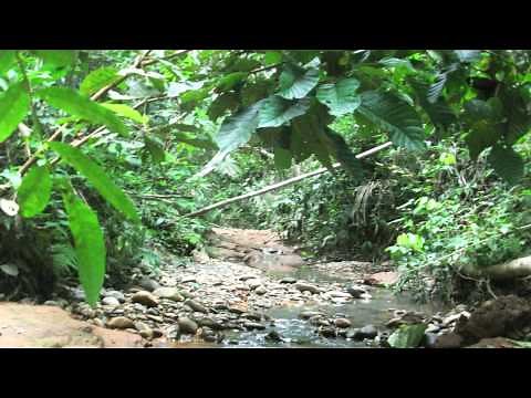 Amazon Rainforest Sounds (No Music - 9 Min) The Jungle at Night