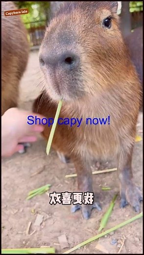 Capybara Memes That Will Make You Laugh Out Loud