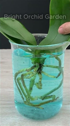 No Soil for Orchids? 30 Days Transformation