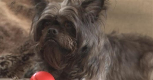 Revolutionary treatments give hope for treating cancer in dogs