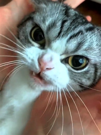 Angry Cat ☺️🤩 #cat #cats #catslovers #catsoftiktok #fyp | angry cat