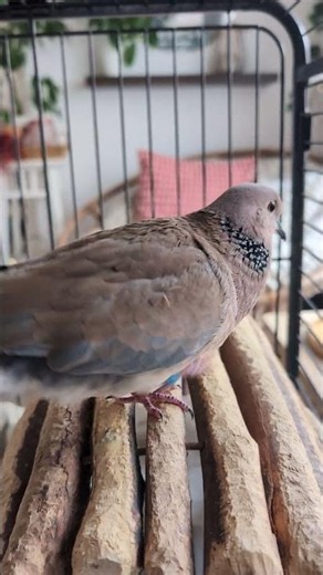 More cooing with petdove Maya downstairs in a very closeup way! (love this)