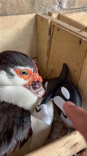 This Angry Duck 🦆😨 Wouldn’t Let Me Take Orcalero Orcala! 😤💥🐳#duck #shorts #trending #cute