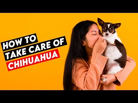 HOW TO TAKE CARE OF CHIHUAHUA DOGS