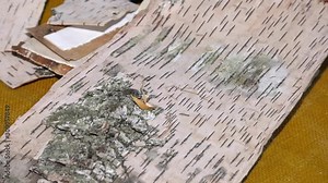 Old striped damaged birch bark, plant parts and protective wood from pests and other hazards
