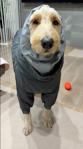 フルッタ (Hurtta) エクストリームオーバーオール、サイズ65購入したよ#ゴールデンドゥードル #goldendoodle #dog #犬 #大型犬のいる生活 #愛犬 #犬連れ #shorts
