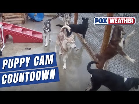 Last Chance To Watch 'Puppy Cam' Of Alaska National Park Sled Dogs 2025