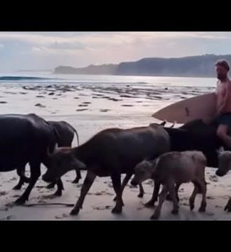 Sumba Surf Safari 6-10 foot- Perfect waves in Paradise