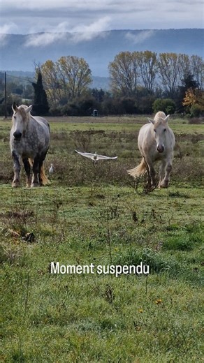 J'e n'essaie pas de vous vendre du rêve. Car clairement la vie d'agriculteur est Très loin d'une vie bucolique.... En revanche, elle me permets de vivre des instants magiques. Je vous le partage bien volontiers. #provence #fleur #luberon #bio #flowers #bouquet #beauty #flower #pivoine | Terre du Luberon