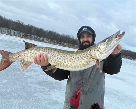 Upstate NY angler pulls monster muskie through ice on St. Lawrence River (video)