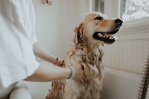 12 Reasons Why My Dog Smells Really Bad Even After A Bath?   5 Tips