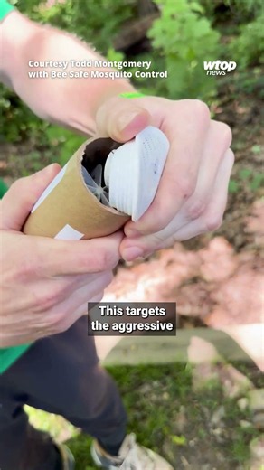 Silver Spring business releases infected mosquitoes in DC-area