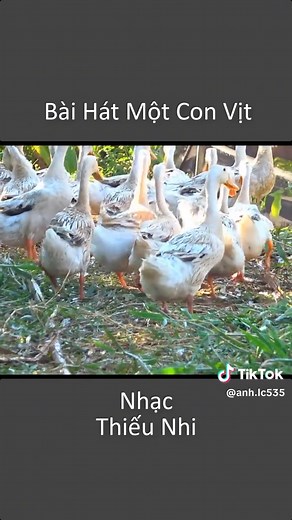 Bài Hát Một Con Vịt Vui Nhộn Cho Trẻ Em