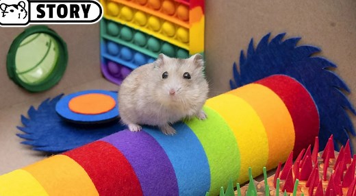 284K views · 2.9K reactions | The Best Legendary Hamster challenges, mazes and obstacle course for Pets in real life by Homura Ham! 00:00 ► Hamster Escapes the Pop It Maze - Part 2 03:35 ► Hamster Escapes the Warden Maze in the Deep Dark Minecraft 06:47 ► Hamster Bank Robbery and Escape 10:54 ► Hamster vs Mechagodzilla 16:08 ► Hamster Escapes the Minecraft Prison Maze  Hamster flushed down the Toilet | Homura Ham | Facebook