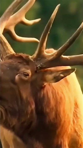 🦌 Powerful Elk Call During Mating Season | Amazing Wildlife Moment #shorts