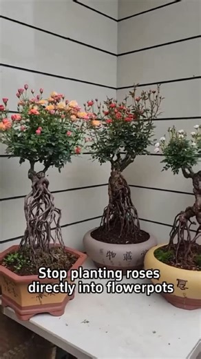 Home Gardening | 🌿How to grow your Roses as bonsai🌿 🪴First: Trim off the weak and thin roots of rose. 🪴Second: Cut off both ends of a plastic bottle and cut... | Instagram