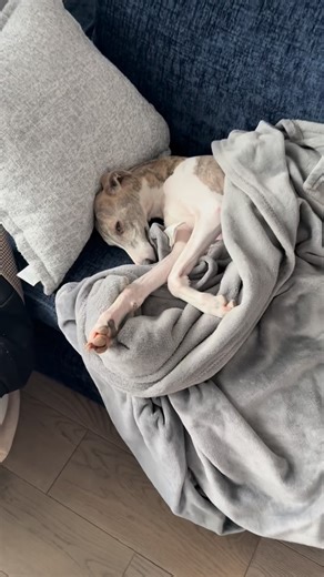 Kayce the Whippet on Instagram: "The vet said Kayce needed to take it easy for a couple days… I wonder if this is what they had in mind?🤭🩷 how do you spoil your pups? #whippetdog #sighthound #greyhound #cutedog #dogsofinstagram #torontodog #italiangreyhound"