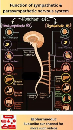 Parasympathetic vs Sympathetic Nervous System | ANS Functions Explained with Visuals!
