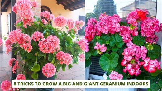 8 Tricks to Grow a Big and Giant Geranium Indoors
