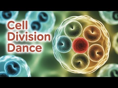 Mitosis Stages Explained: Prophase, Metaphase, Anaphase, & Telophase