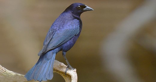 Shiny Cowbird Identification, All About Birds, Cornell Lab of Ornithology