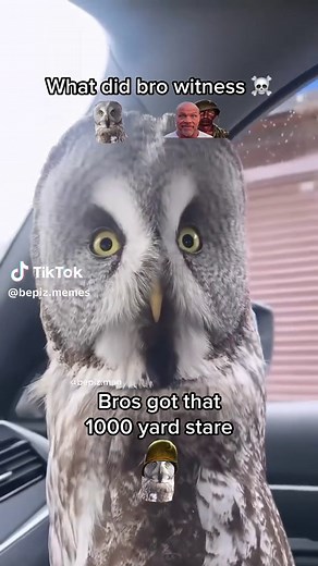 Owl Memes That Will Leave You Shocked!