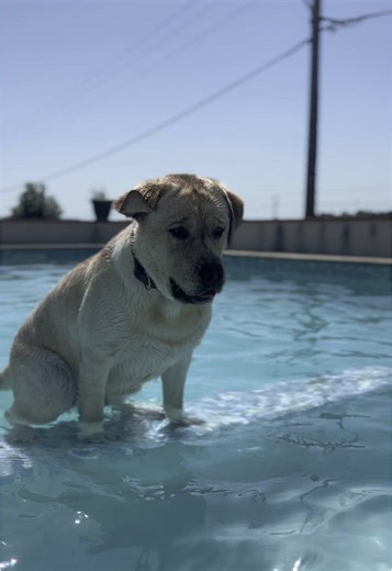 Exciting Labrador Swimming Moments at the Pool