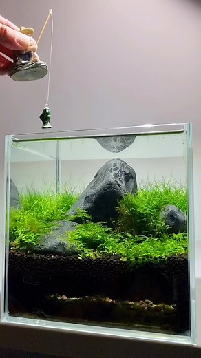 66K views · 1K reactions | How to lure my leech out of hiding  #werbung #aquascape #aquarium #aquascaping #aquariumhobby #aquariumtank #aquariums #akvaryum #aquariumfish #instafish #tropicalfish #aquatic #aquaticlife #fishtank #fishkeeping #freshwaterfish #freshwater #aquaticplants #natureaquarium #freshwater #louse #asellus #aquaticus #leech | Oliver Knott | Facebook