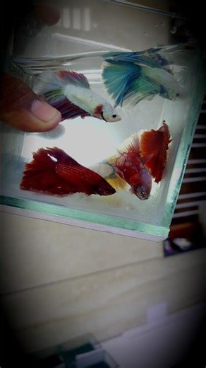 How to train Betta fish #betashorts #bluebettafish #training #animegif #fishtank