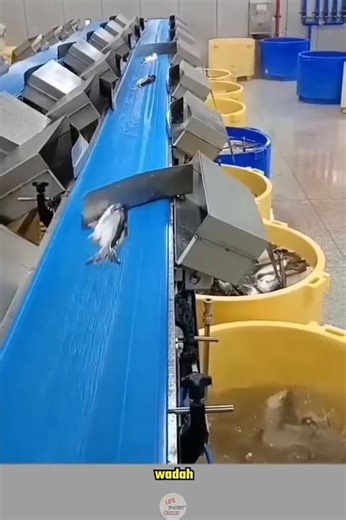 Automatic Fish Sorting Machine #shorts #trending #entertainment #viralvideo #shortsvideo