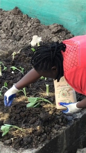 Why Does Pyrethrum Work Against Cutworms?