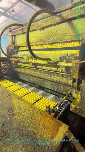 Egg Carton Production: How These Protective Trays Are Made