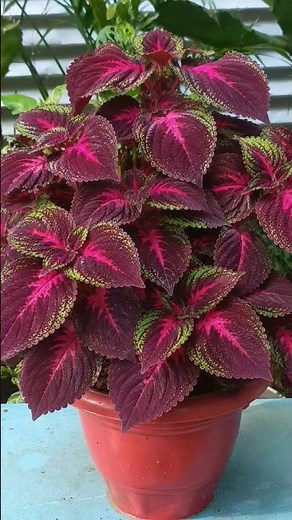 How to Grow Coleus Plant from Cuttings | 100% Easy Propagation 🌿