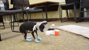 50K views · 920 reactions | Please Share! Do you know this dog? This...