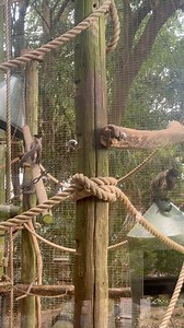 32 reactions | “Had an amazing day at the zoo, surrounded by incredible wildlife! 女 There’s something magical about seeing these animals up close. What’s your favorite animal to spot at the zoo? 煉列 #ZooAdventures #WildlifeMagic #nz | Nz Explorerr | Facebook